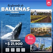 Avistamiento de ballenas en Tijuana y Baja California