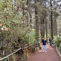 Caminata entre bosque y naturaleza